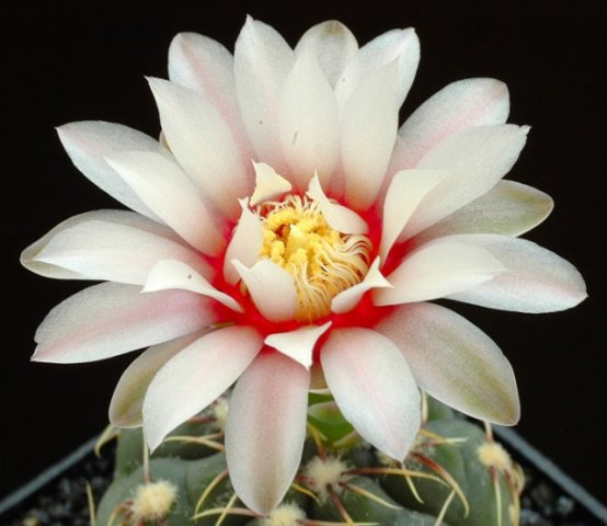 Gymnocalycium_amerhauseri