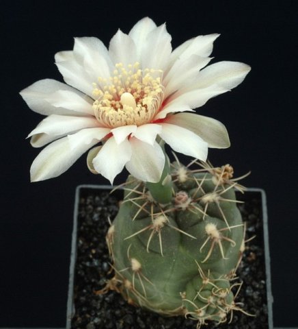 Gymnocalycium_amerhauseri_1