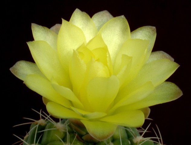 Gymnocalycium_andreae