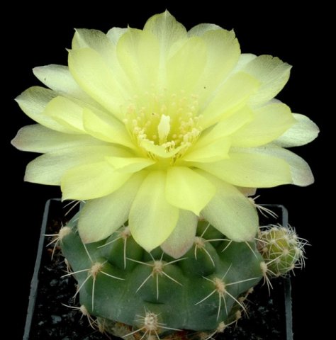 Gymnocalycium_andreae_1