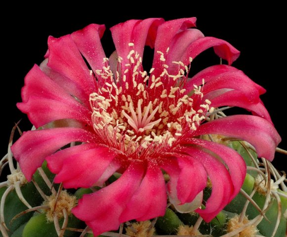 Gymnocalycium_carminanthum