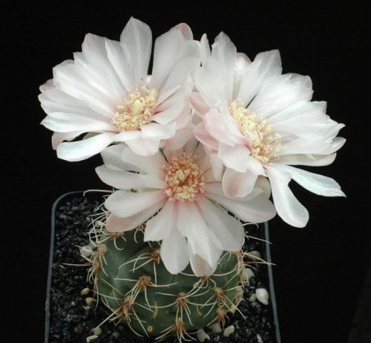 Gymnocalycium_erinaceum