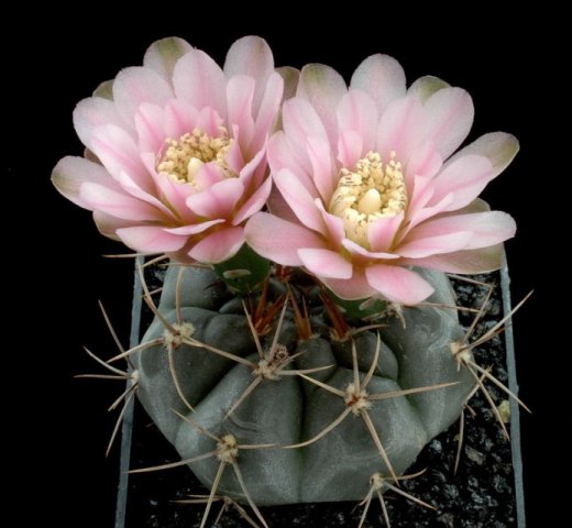 Gymnocalycium_heidiae