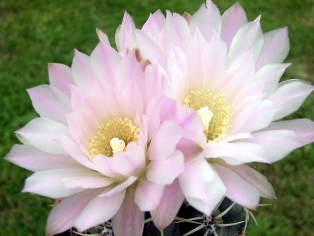 Gymnocalycium_monvillei_ssp_achirasense