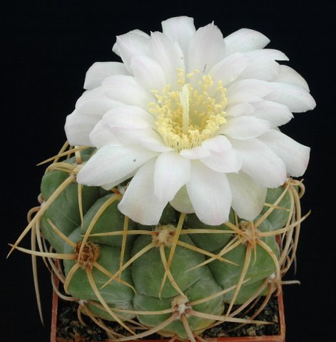 Gymnocalycium_multiflorum