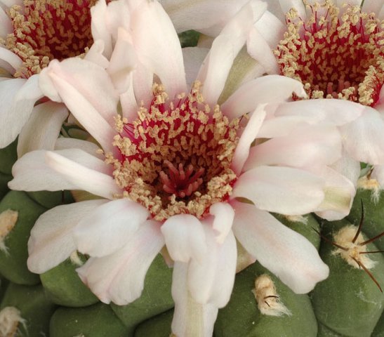 Gymnocalycium_pampagranden