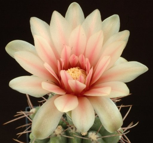 Gymnocalycium_stuckertii