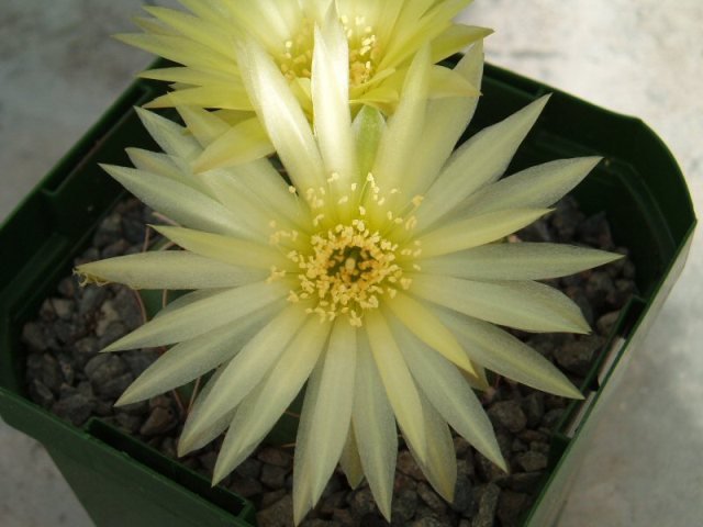 Gymnocalycium_uragrayense