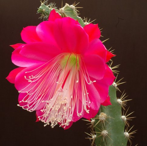 Heliocereus_speciosus