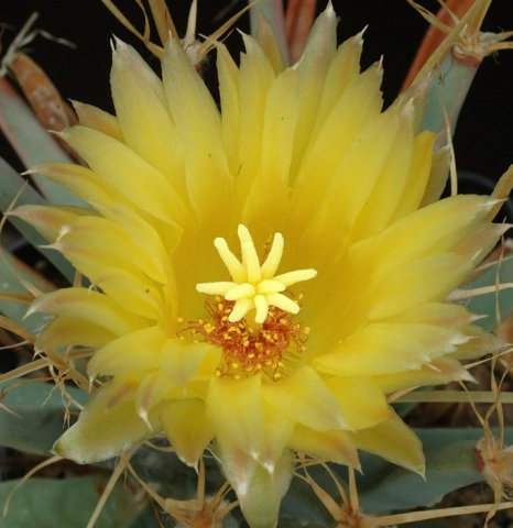 Leuchtenbergia_principis