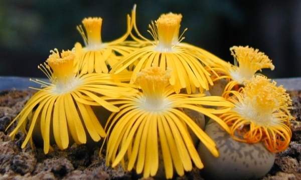 Lithops_gesineae_v_annae