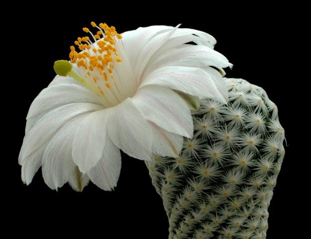 Mammillaria_albiflora