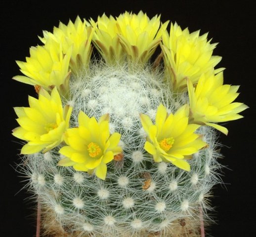 Mammillaria_baumii