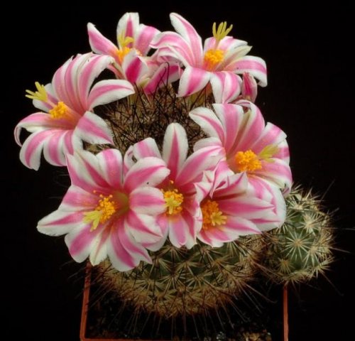 Mammillaria_blossfeldiana