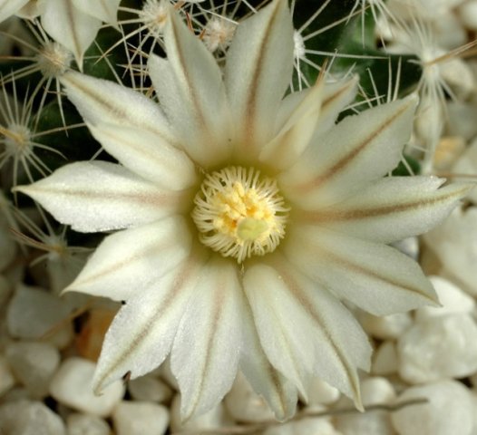 Mammillaria_coahuilensis