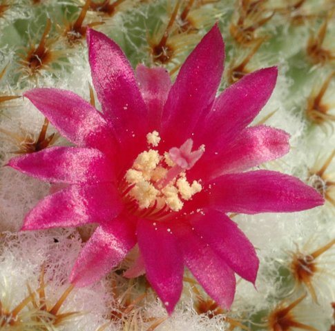 Mammillaria_crucigera