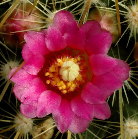 Mammillaria_ginsa