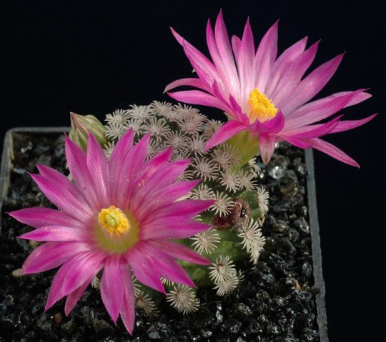 Mammillaria_hernandezii