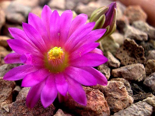 Mammillaria_hernandezii_2