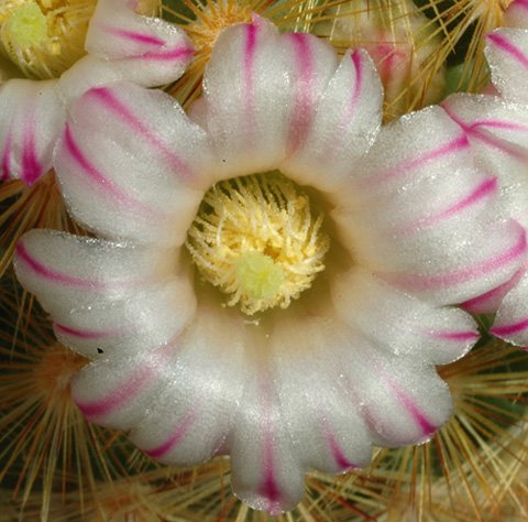 Mammillaria_lauii_subducta