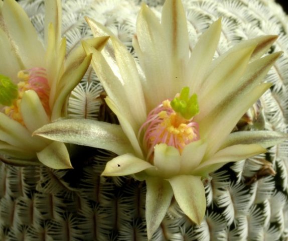 Mammillaria_pectinifera