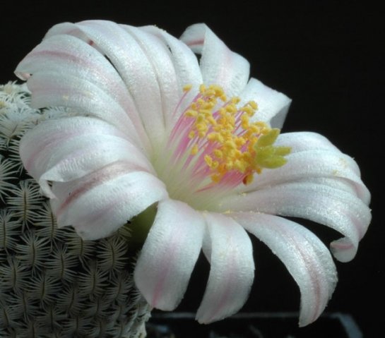 Mammillaria_pectinifera_1