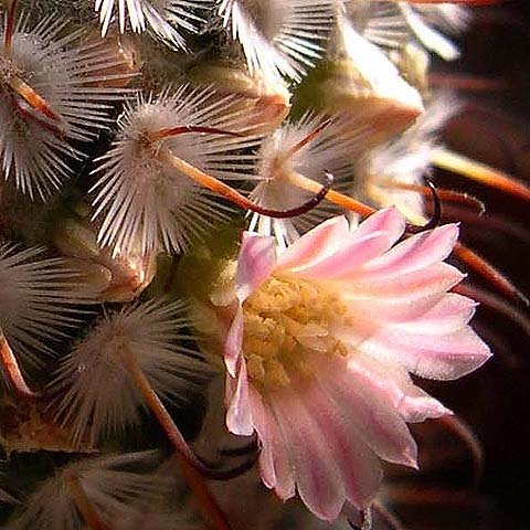 Mammillaria_perezdelarosae