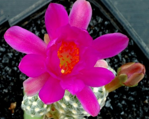 Mammillaria_saboae