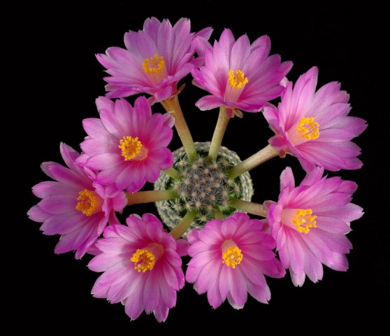 Mammillaria_saboae_1