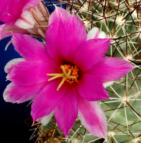 Mammillaria_schumannii