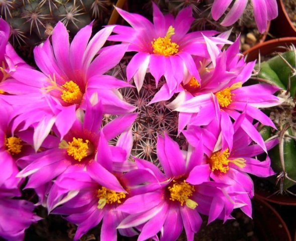 Mammillaria_schumannii_1