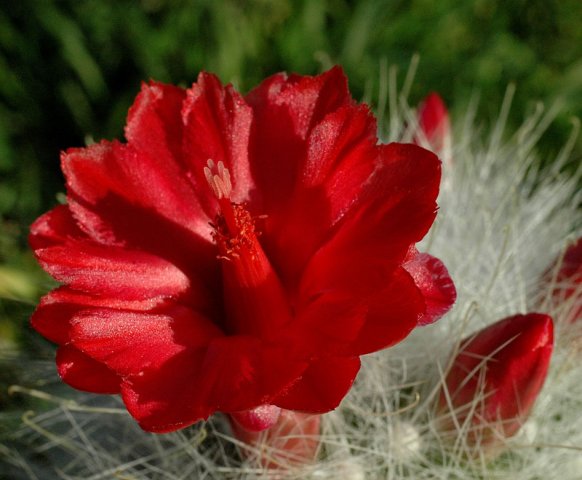 Mammillaria_senilis