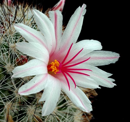 Mammillaria_slevinii