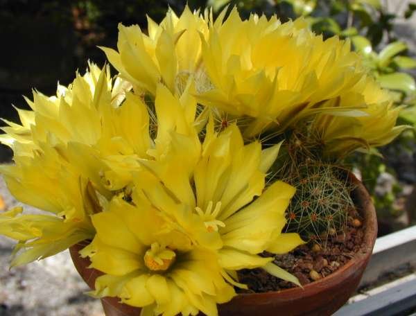 Mammillaria_sphaerica