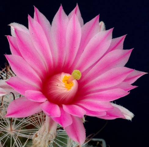 Mammillaria_tetrancistra