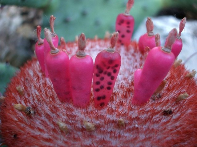 Melocactus_intortus_Melonenkaktus