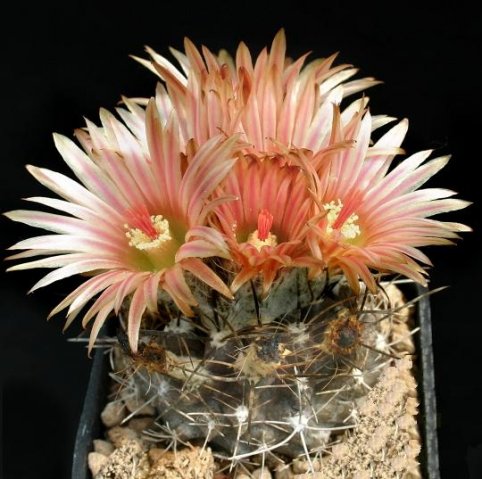 Neoporteria_crispa