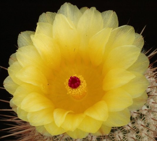 Notocactus_eugeniae