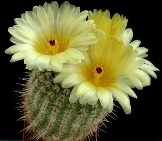 Notocactus_mueller_melchers