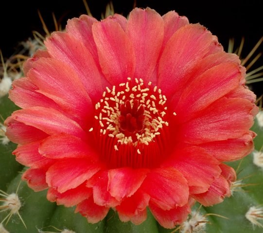 Notocactus_ottonis