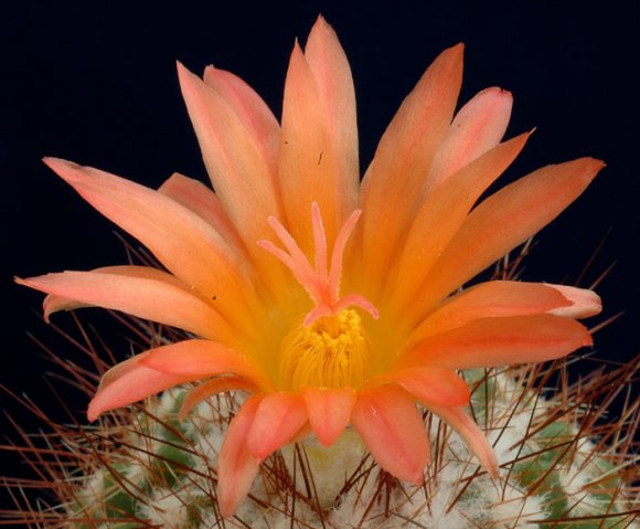 Notocactus_purpureus