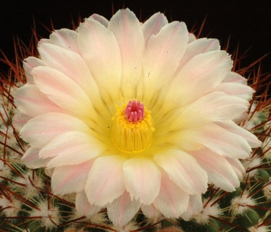 Notocactus_roseoluteus