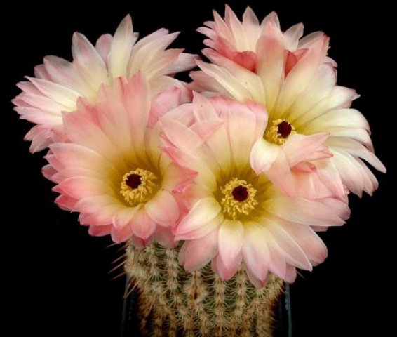 Notocactus_rutilans