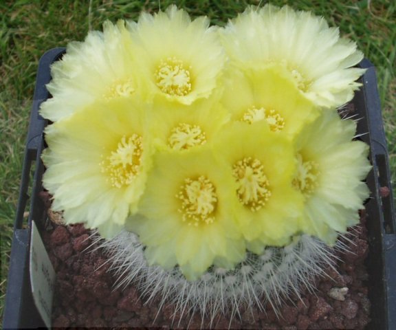 Notocactus_scopa_spp_succinea