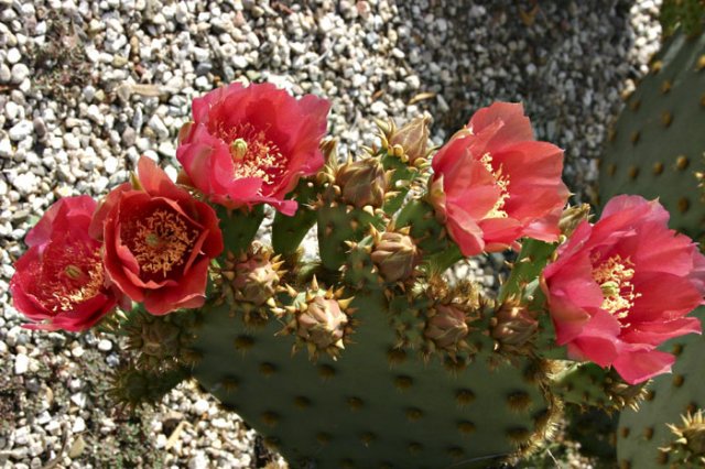 Opuntia_4