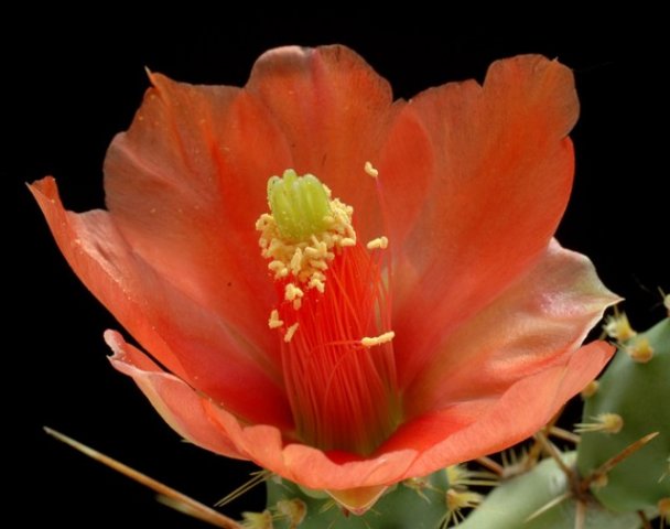 Opuntia_bergeriana