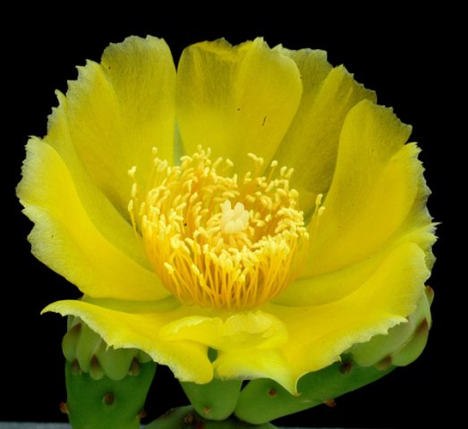 Opuntia_compressa