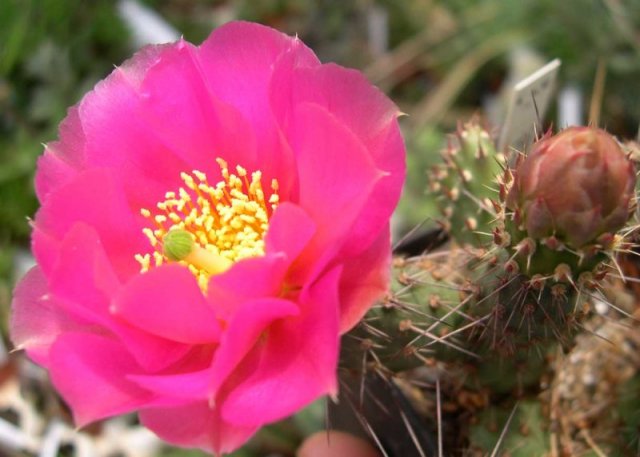 Opuntia_fragilis