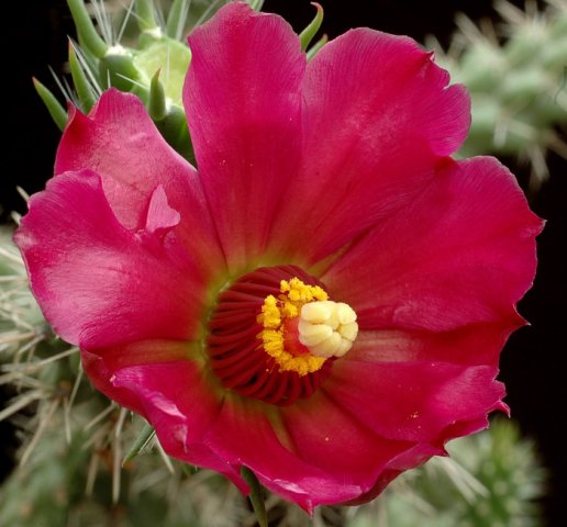 Opuntia_spinosior