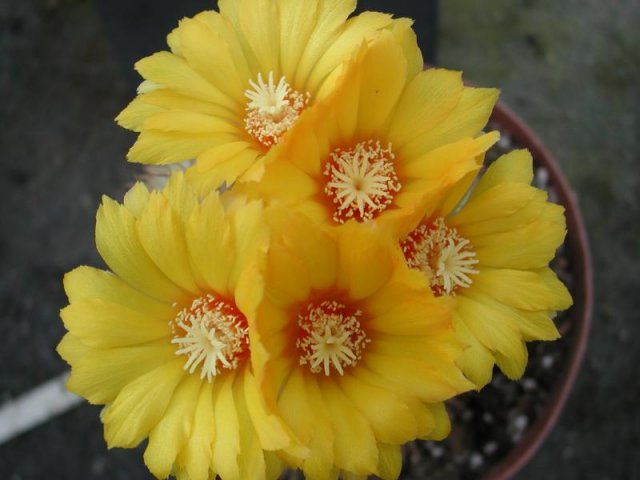 Parodia_aureispina